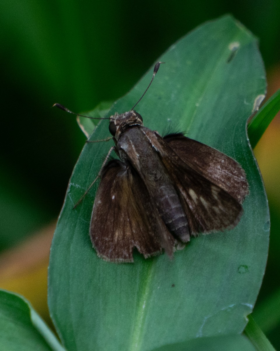 Animals - ML646666776