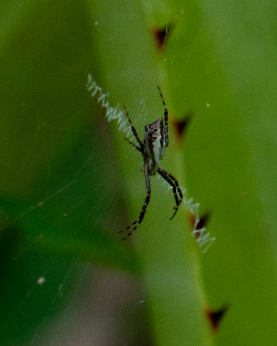 Animals - ML646666777