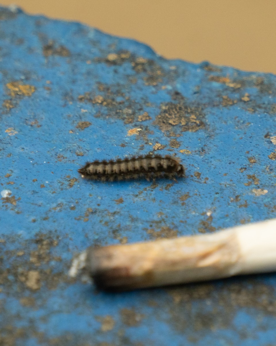 Animals - ML646666778