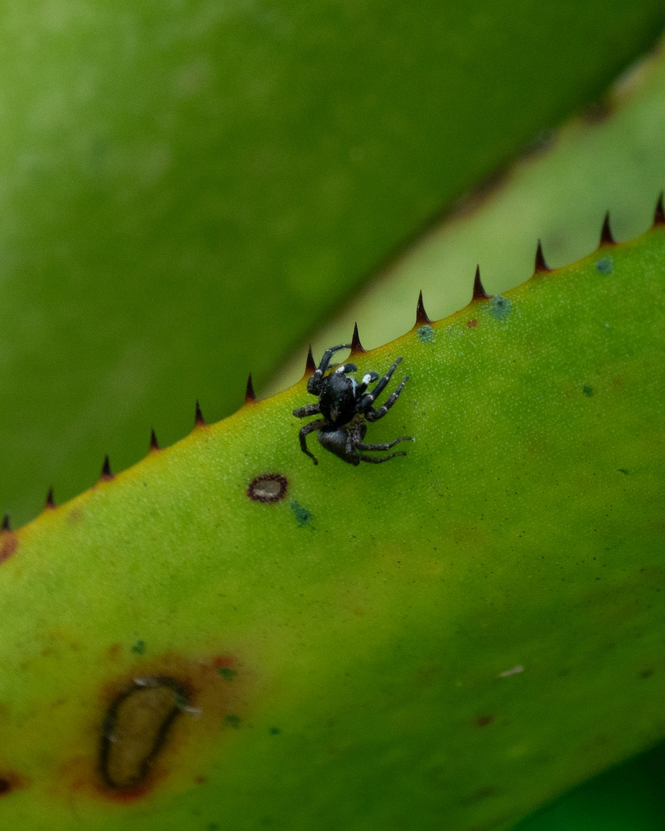 Animals - ML646666779