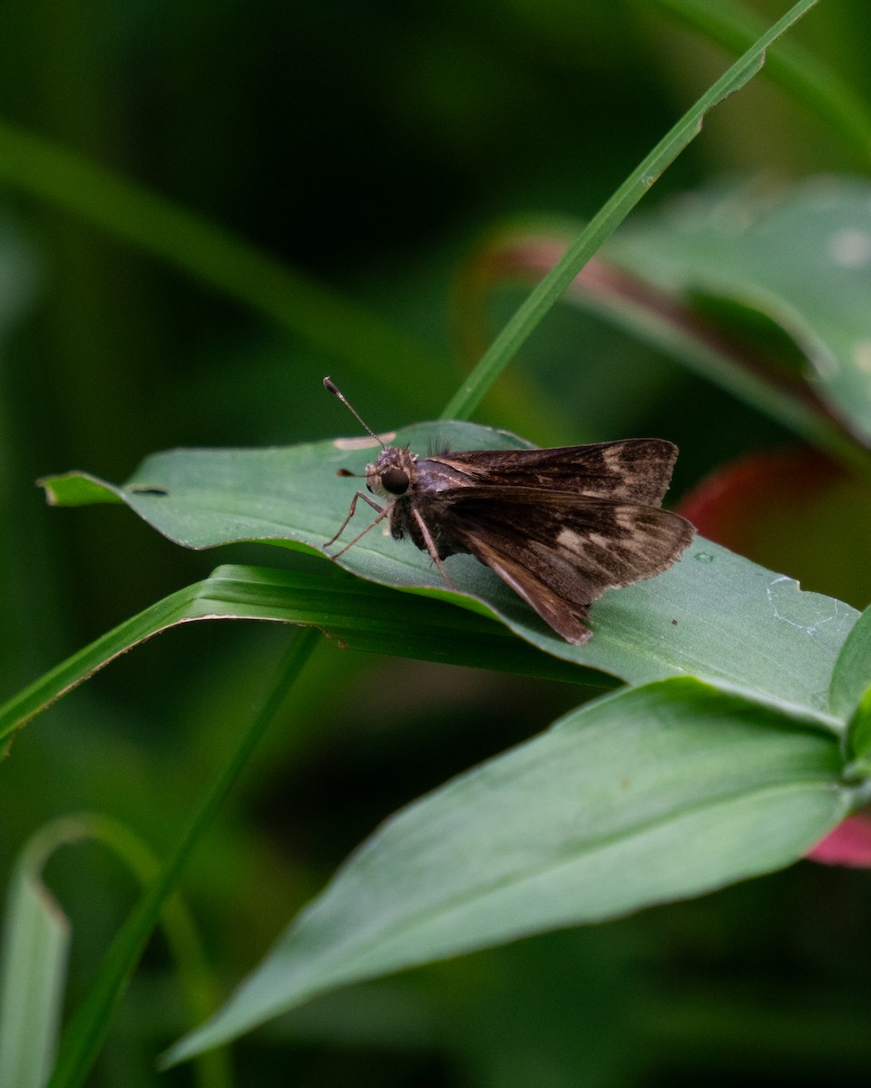 Animals - ML646666780