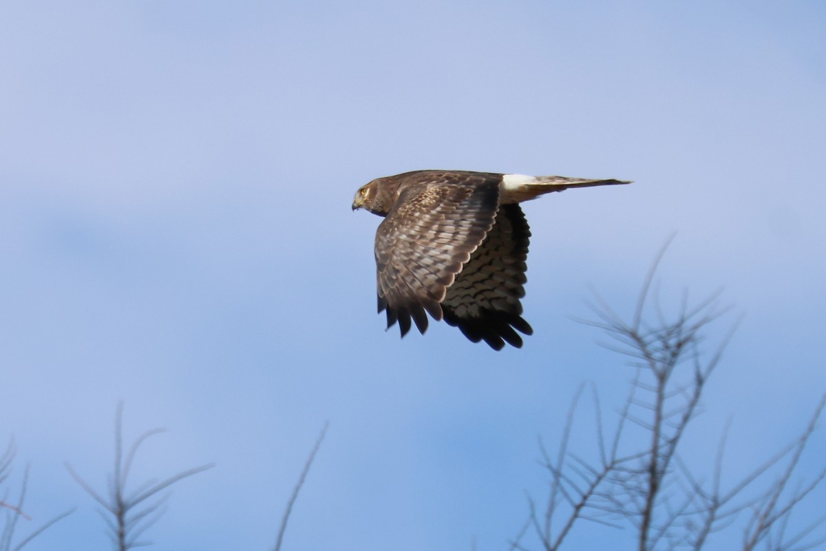 Northern Harrier - ML646666782
