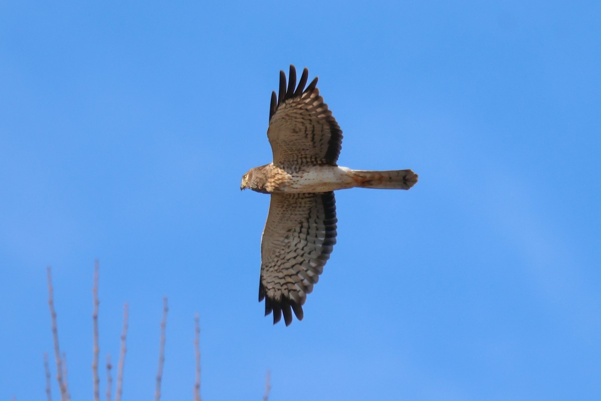 Northern Harrier - ML646666784
