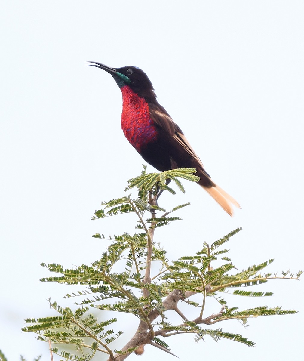 Scarlet-chested Sunbird - ML646666787