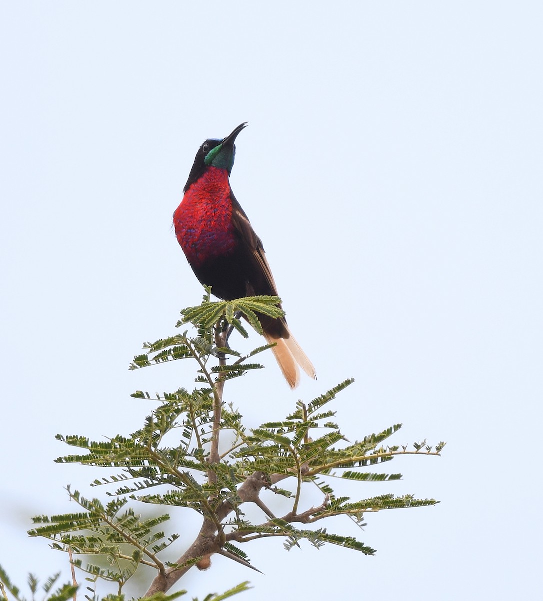 Scarlet-chested Sunbird - ML646666789