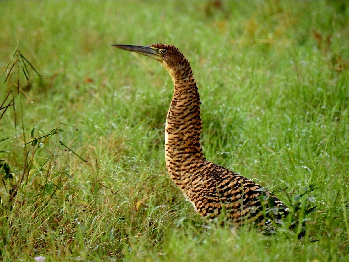 Bare-throated Tiger-Heron - ML646666792