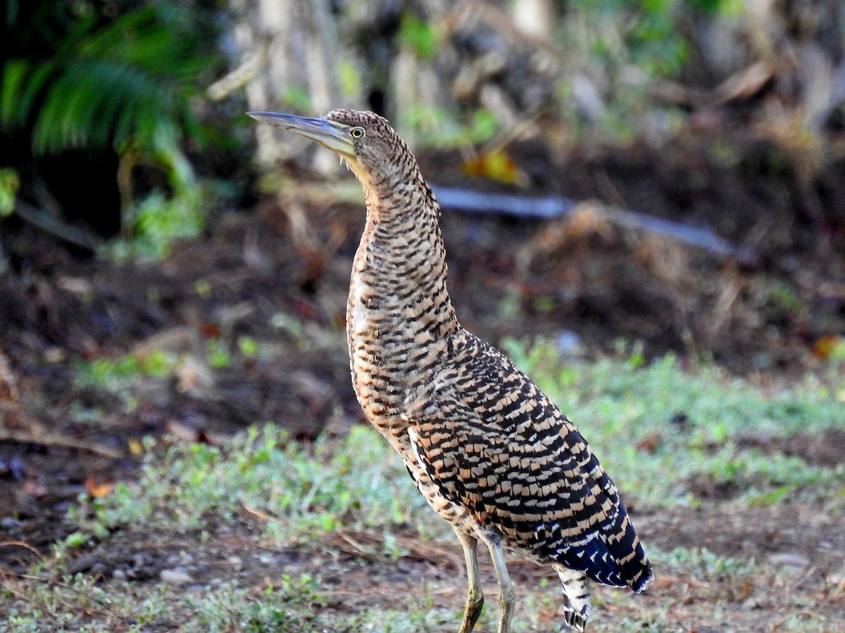 Bare-throated Tiger-Heron - ML646666793