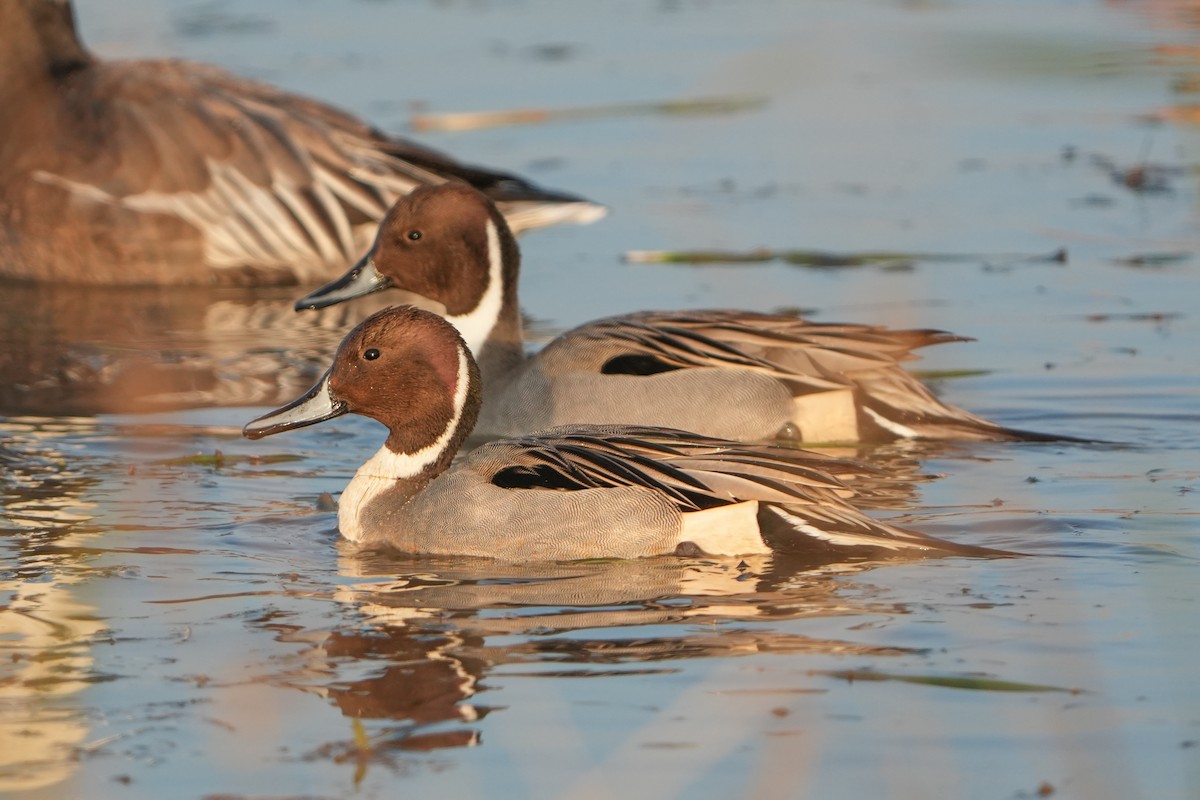 Kılkuyruk - ML646666794