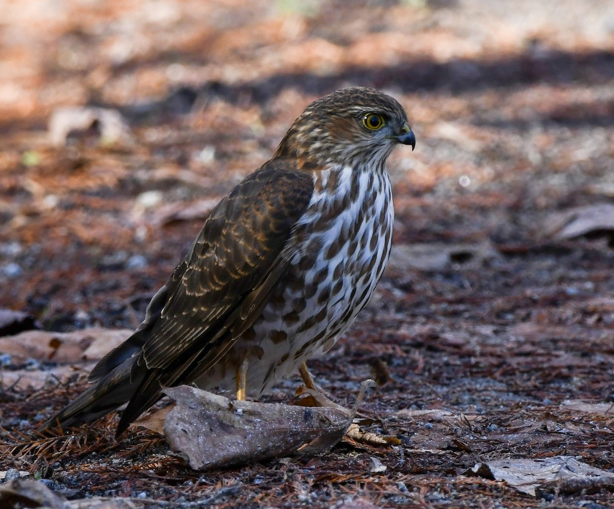 Épervier brun (groupe velox) - ML646666795