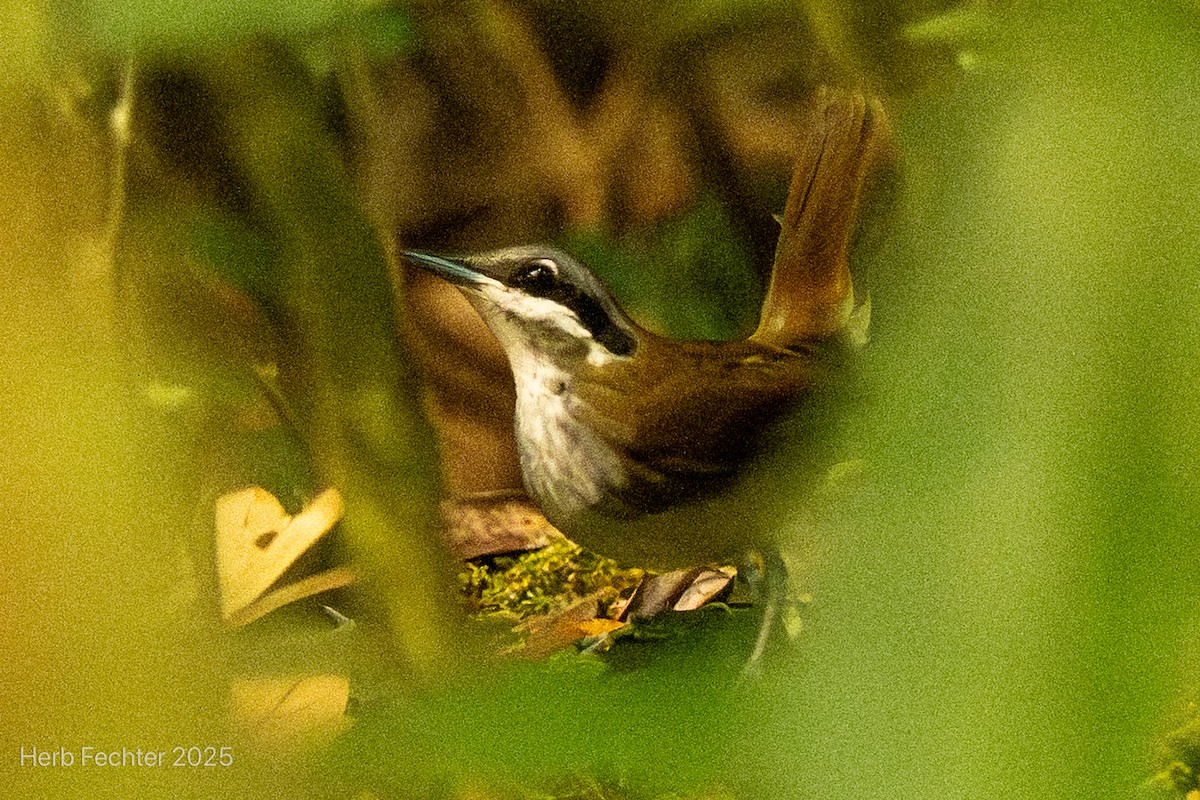 Tordina Malgache - ML646666797