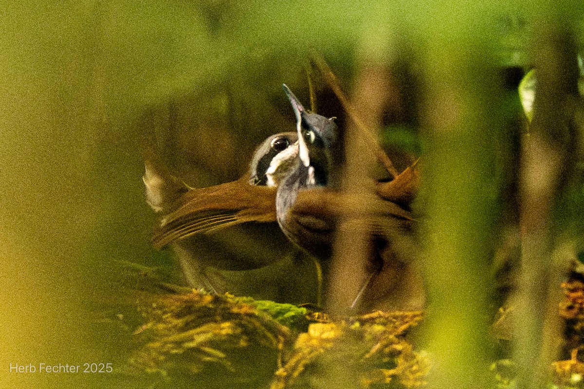 Tordina Malgache - ML646666798