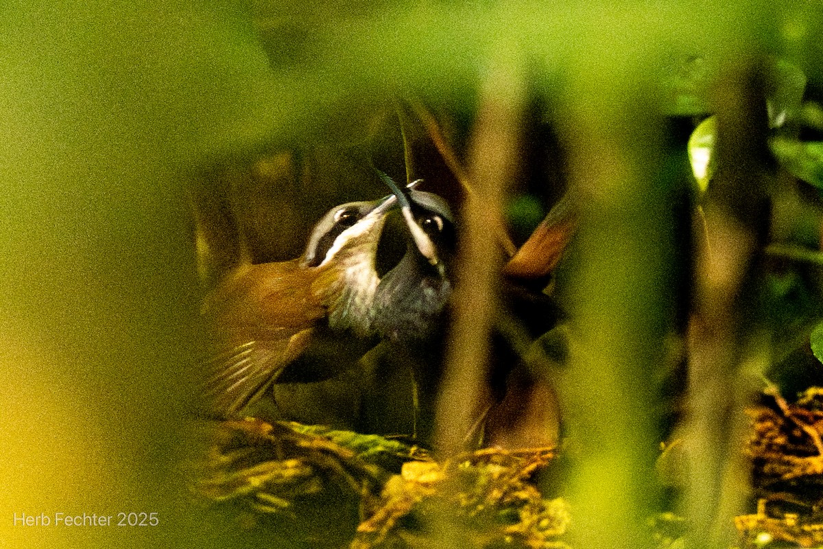 Tordina Malgache - ML646666799