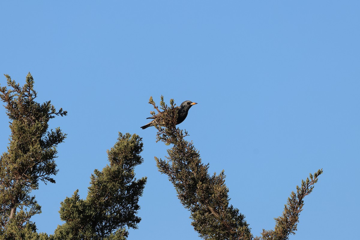 European Starling - ML646666800