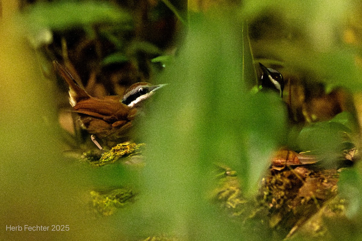 Tordina Malgache - ML646666801