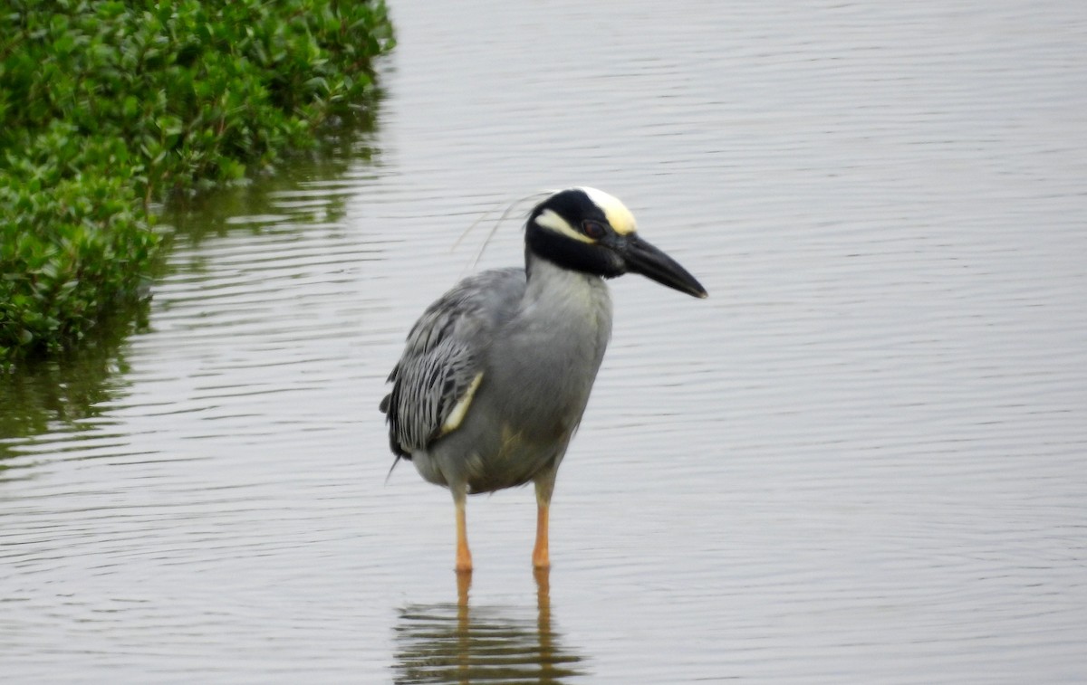 Yellow-crowned Night Heron - ML646666803