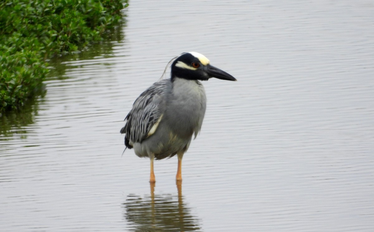 Yellow-crowned Night Heron - ML646666804