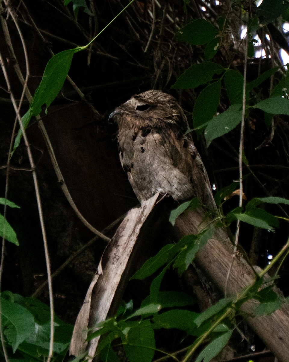 Поту малий - ML646666805