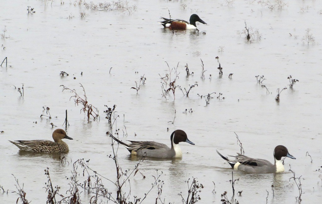 Ánade Rabudo - ML646666807