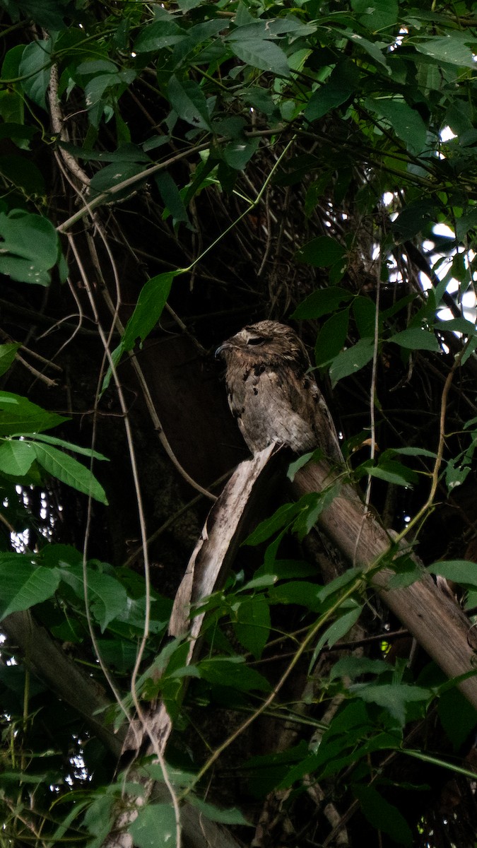 Поту малий - ML646666808