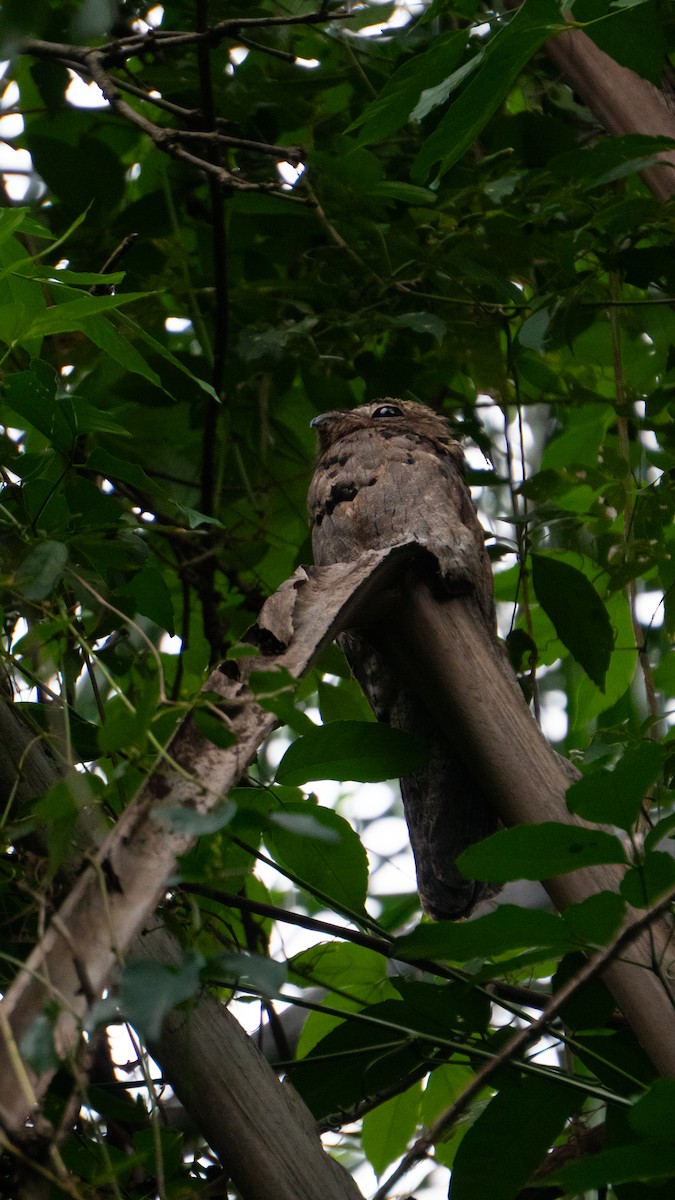 Поту малий - ML646666809