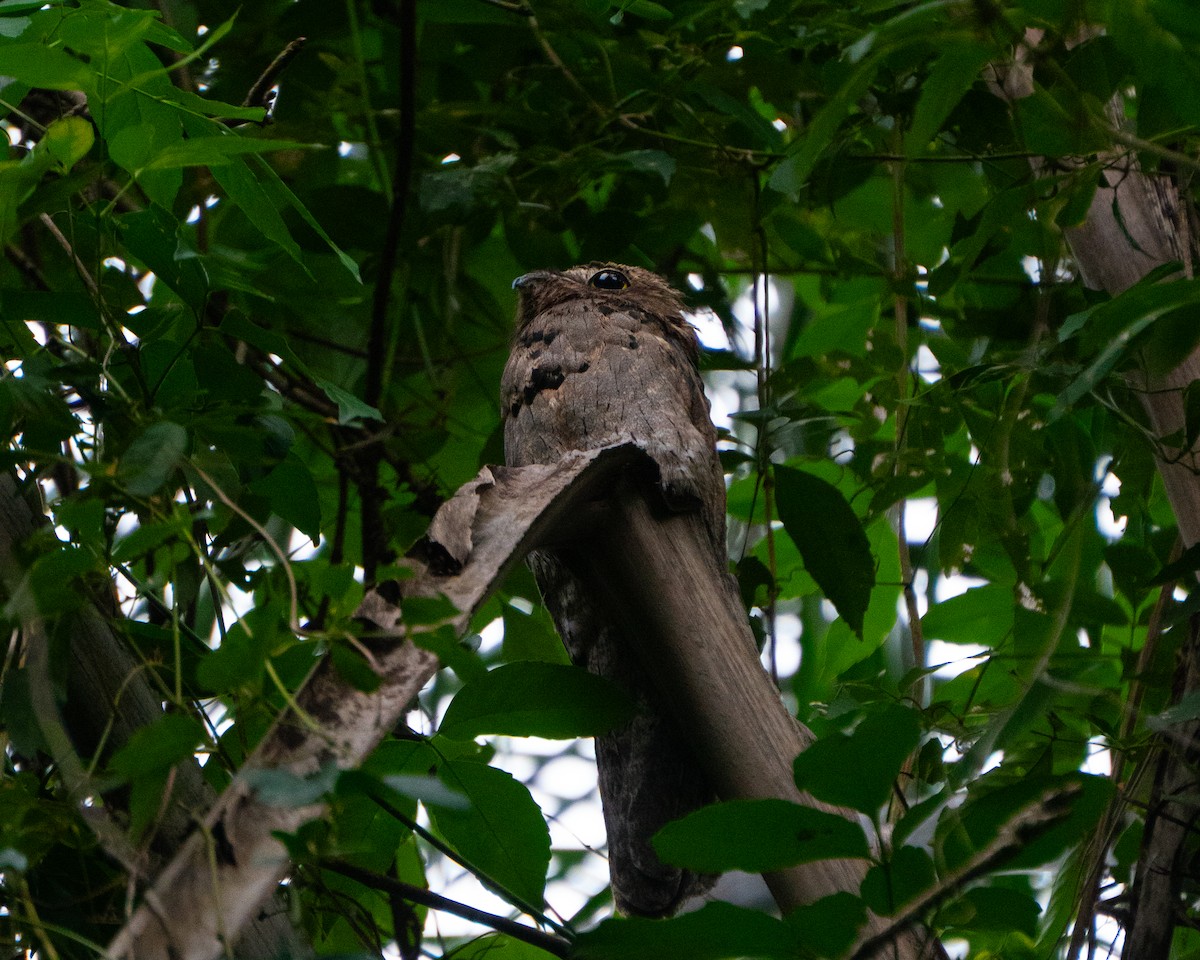 Поту малий - ML646666811