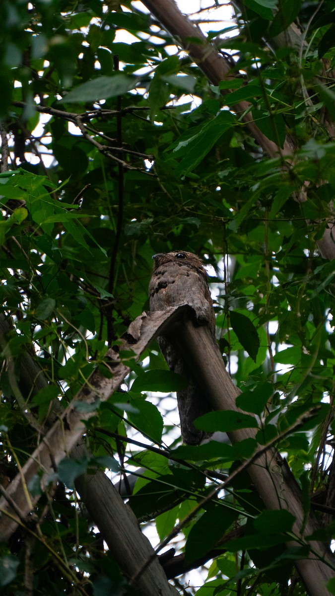 Поту малий - ML646666812