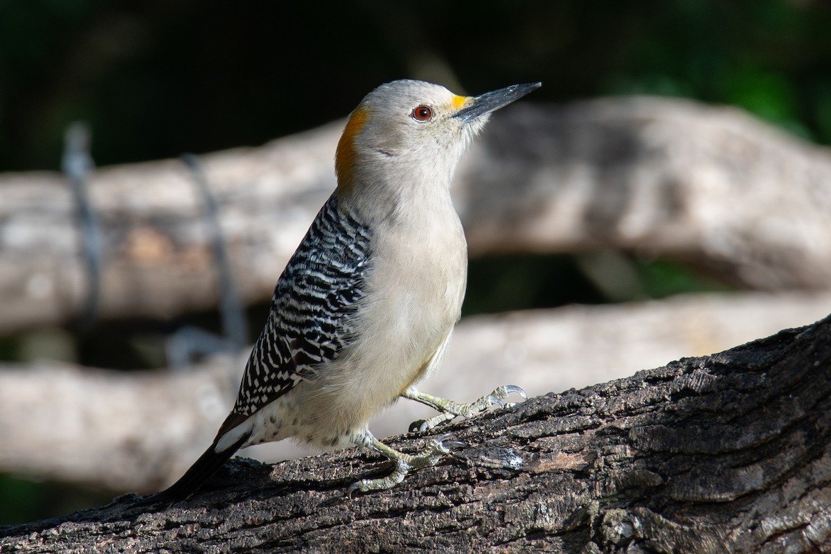 Pic à front doré - ML646666813