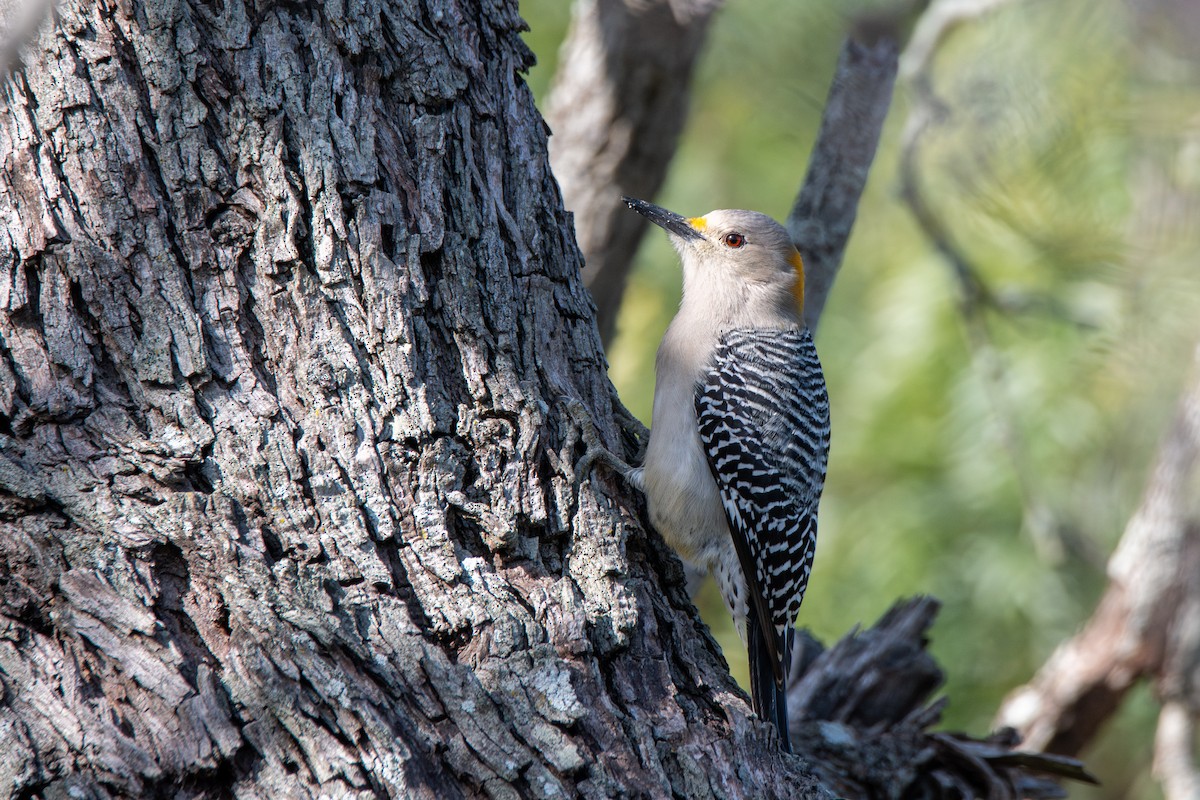Pic à front doré - ML646666815