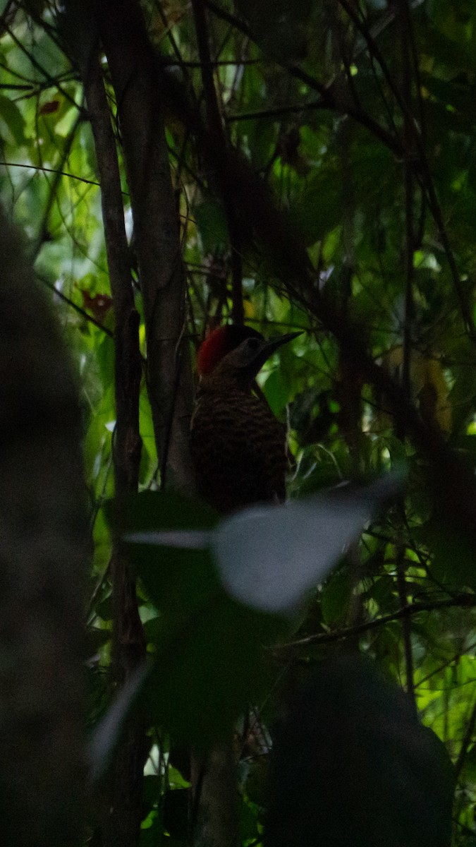 Декол плямистоволий - ML646666816