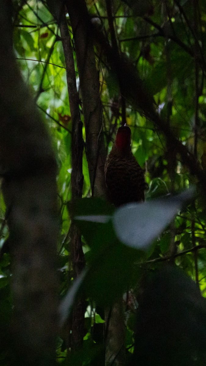 Декол плямистоволий - ML646666817