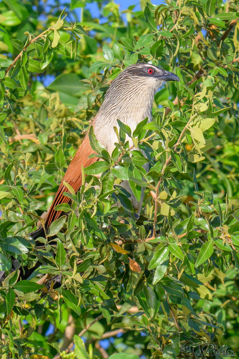 White-browed Coucal - ML646666822