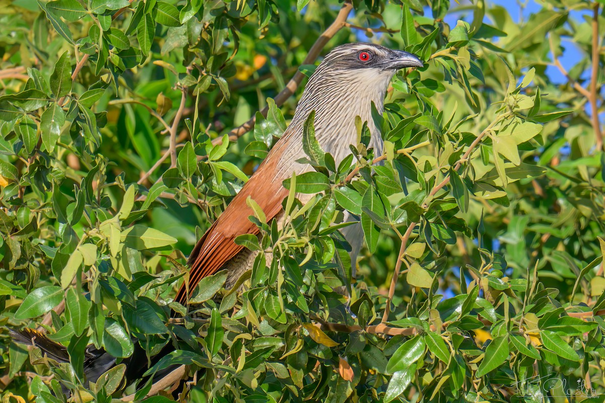 White-browed Coucal - ML646666823