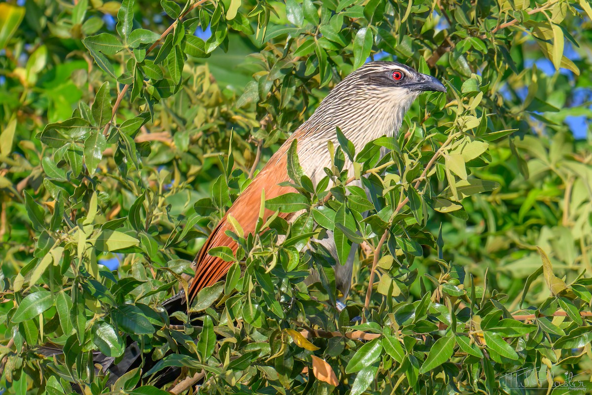 White-browed Coucal - ML646666824