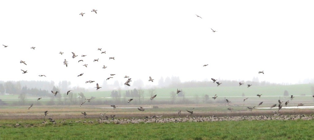 Barnacla Canadiense Chica - ML646666825