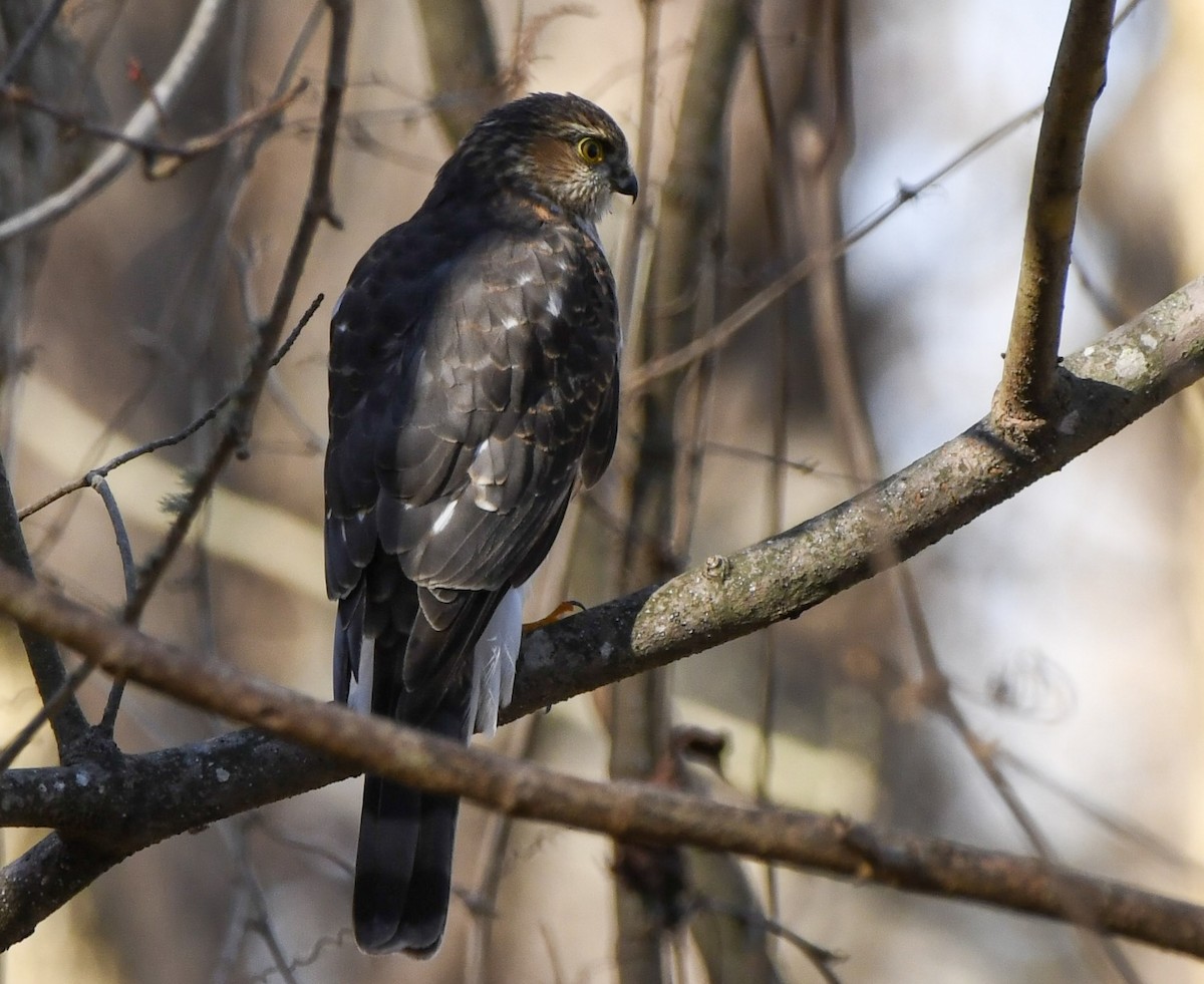 Épervier brun (groupe velox) - ML646666829