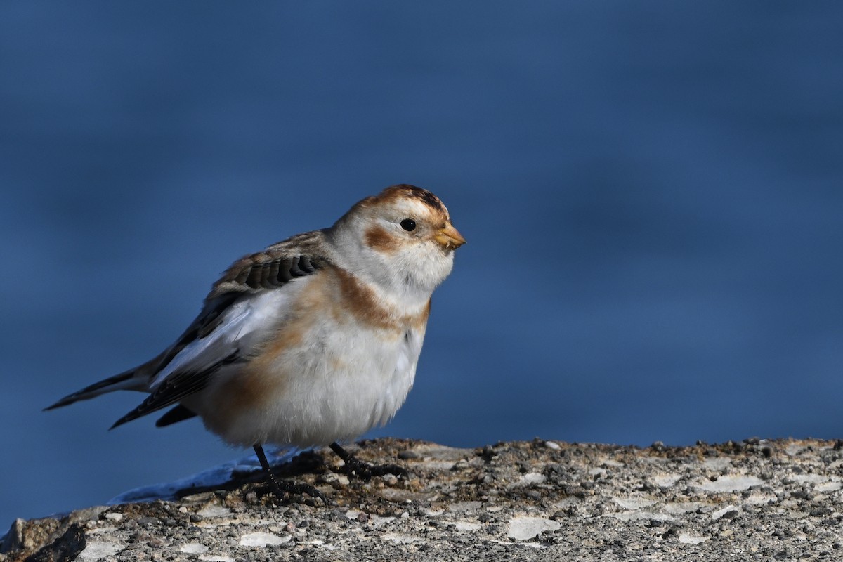 Plectrophane des neiges - ML646666830