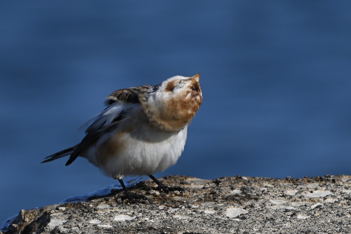 Plectrophane des neiges - ML646666831