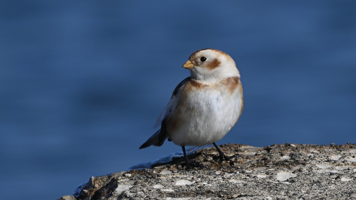 Plectrophane des neiges - ML646666832