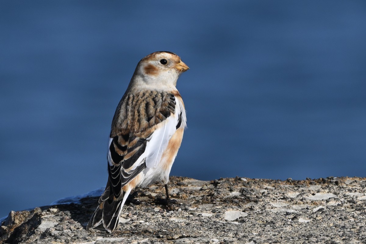 Plectrophane des neiges - ML646666833