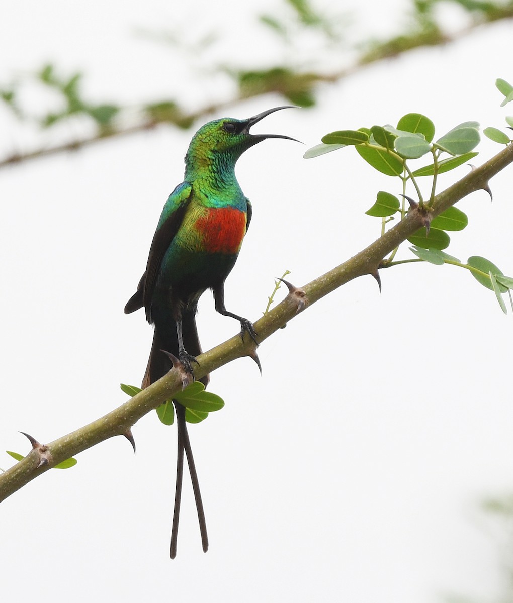 Beautiful Sunbird - ML646666835
