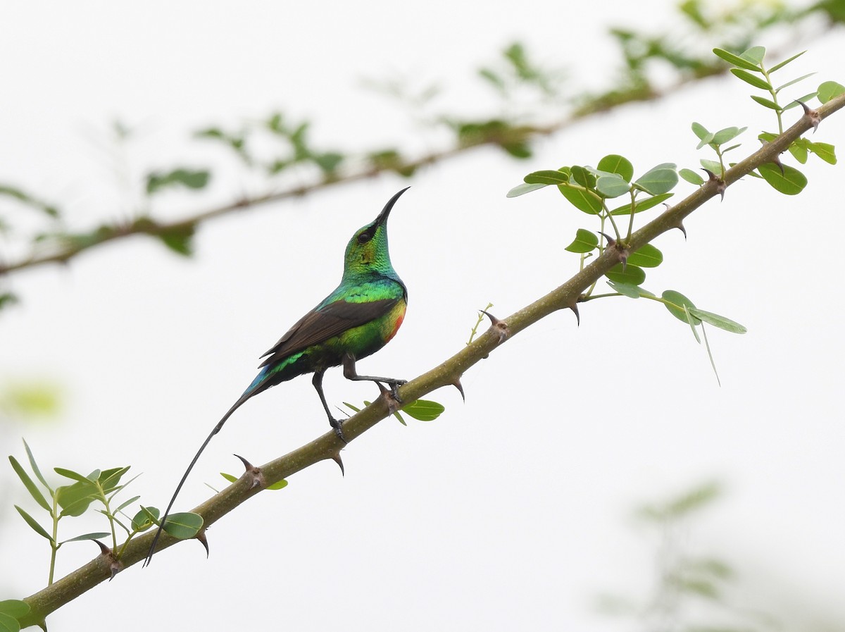 Beautiful Sunbird - ML646666836