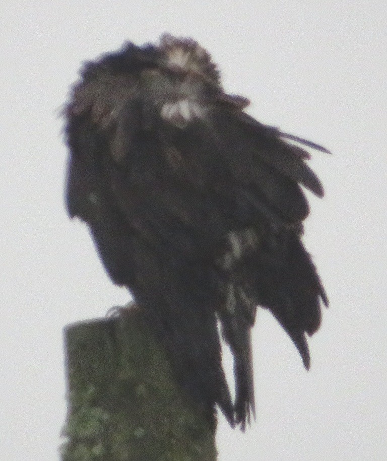 Pigargo Americano - ML646666839