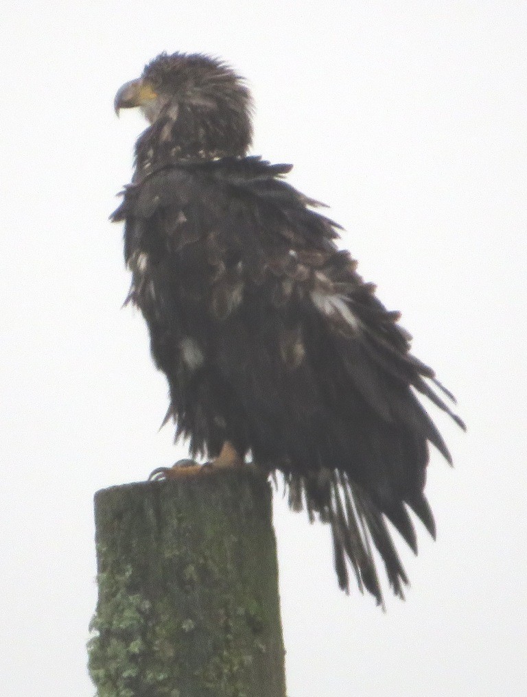 Pigargo Americano - ML646666840