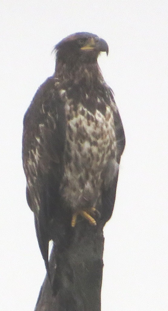 Pigargo Americano - ML646666841