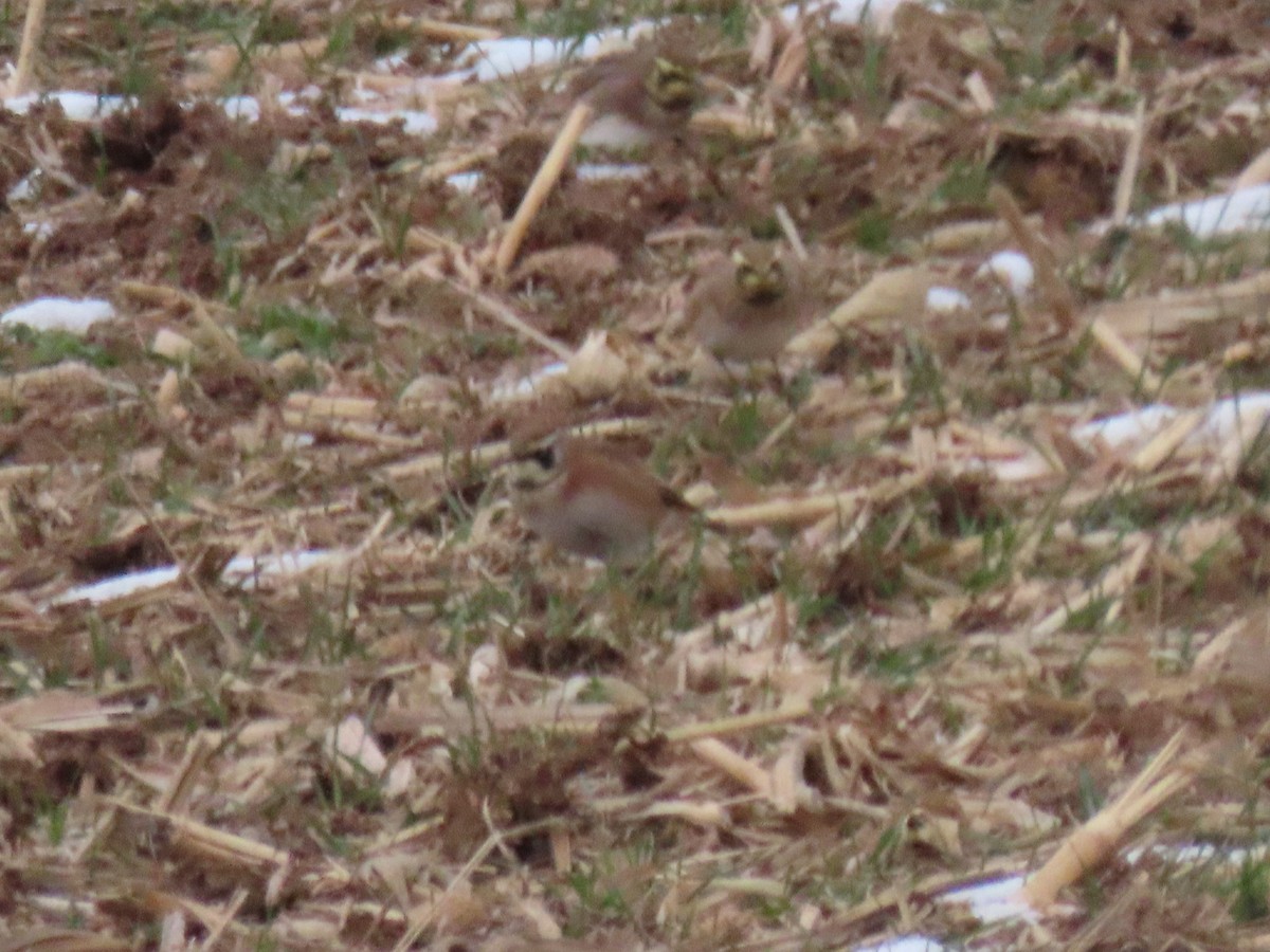 Horned Lark - ML646666842