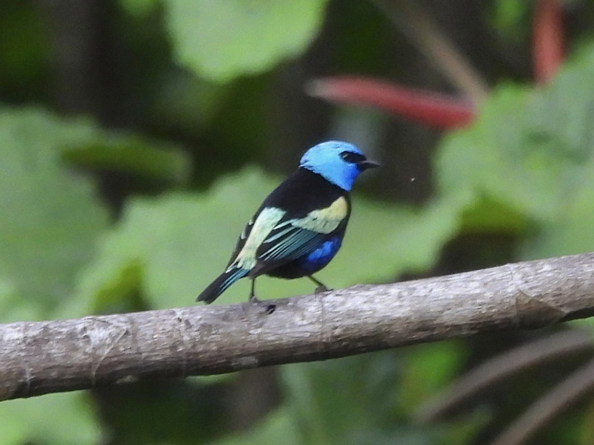 Танагра блакитношия - ML646666846