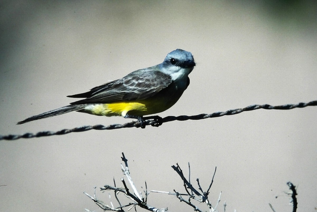 Тиран техаський - ML646666847