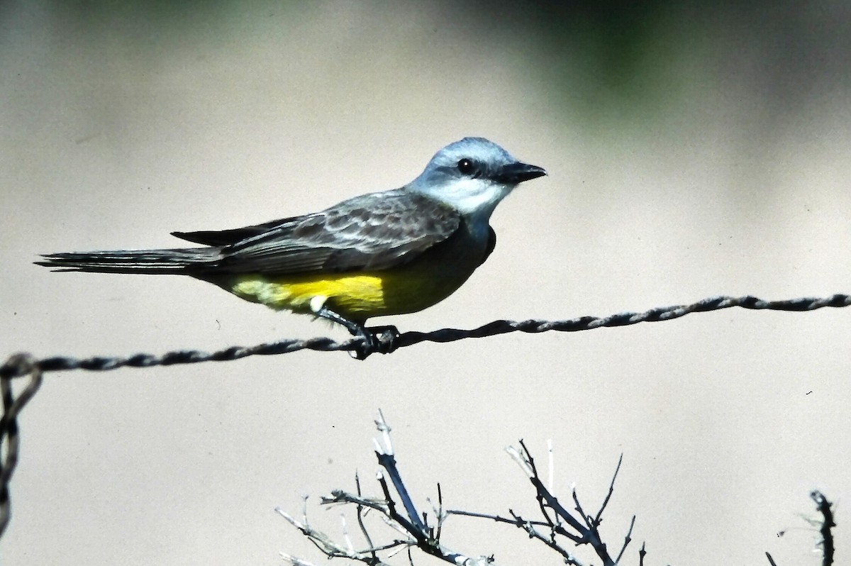 Тиран техаський - ML646666848