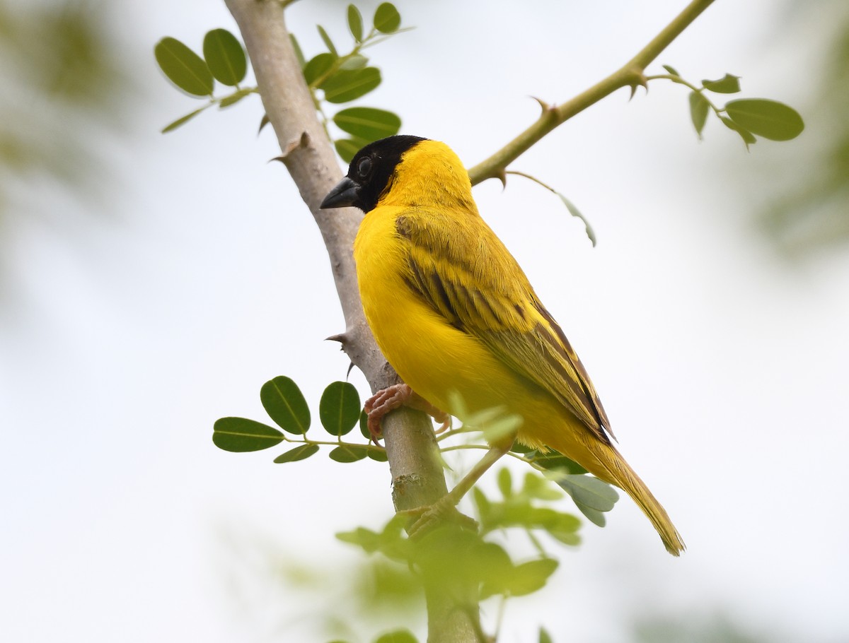 Black-headed Weaver - ML646666849