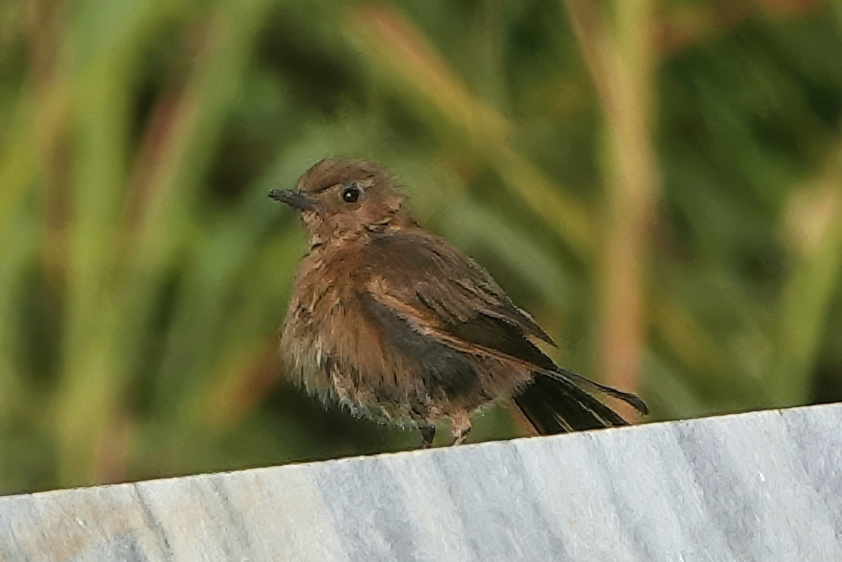 tanımsız Passeriformes sp. - ML646666851